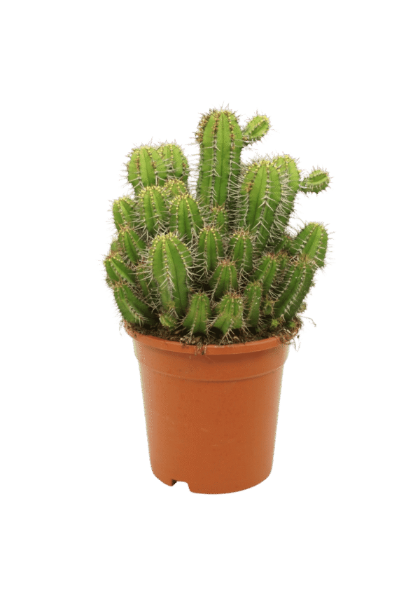 Euphorbia Fruticosa 'Inermis'