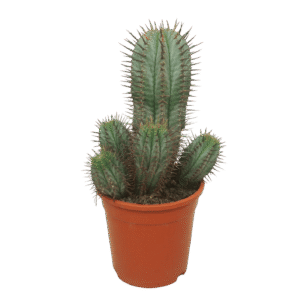 Euphorbia Horrida