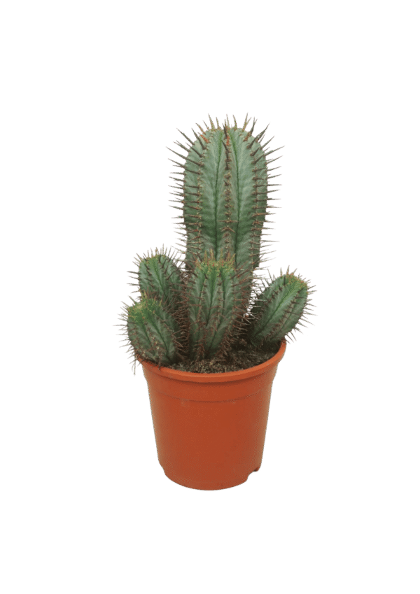 Euphorbia Horrida