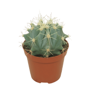 Ferocactus Glaucescens