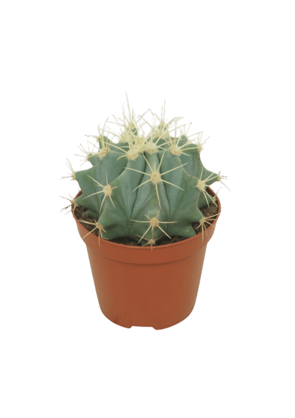 Ferocactus Glaucescens