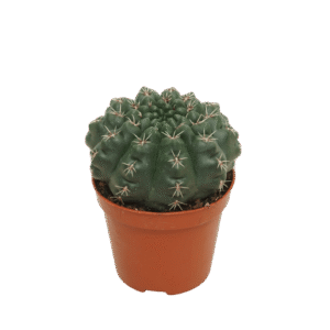 Gymnocalycium Baldianum