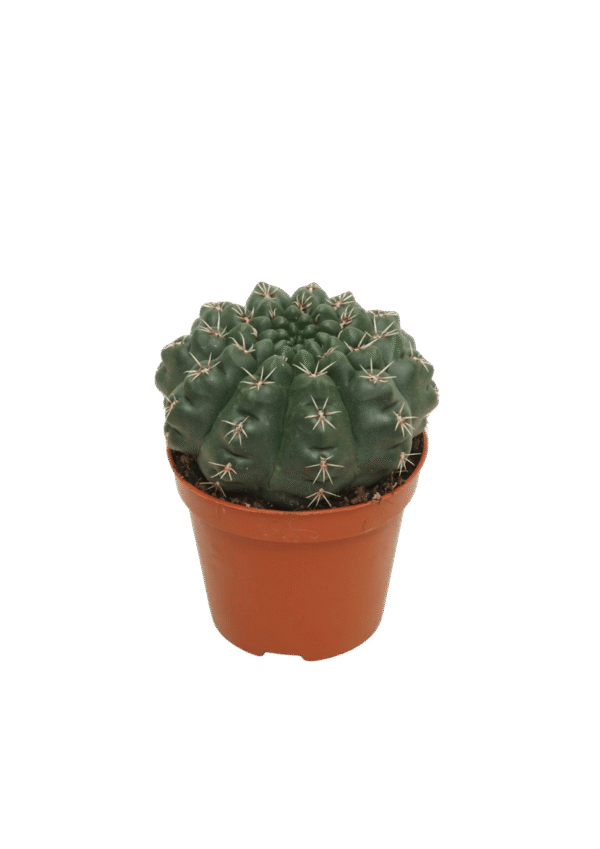 Gymnocalycium Baldianum