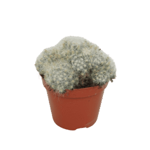 Mammillaria Baumii