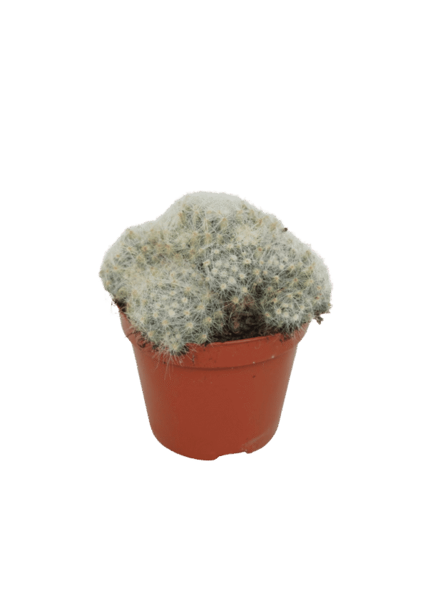Mammillaria Baumii