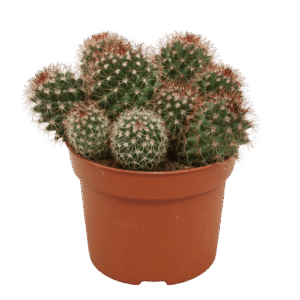 Mammillaria Ernestii