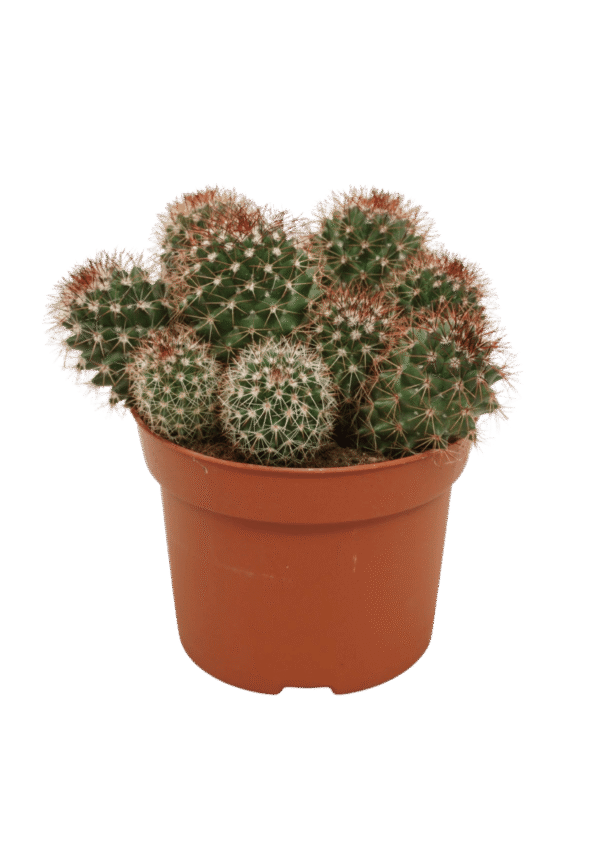 Mammillaria Ernestii