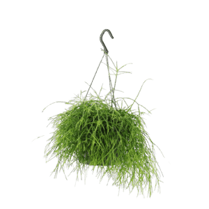 Rhipsalis baccifera 'Oasis'