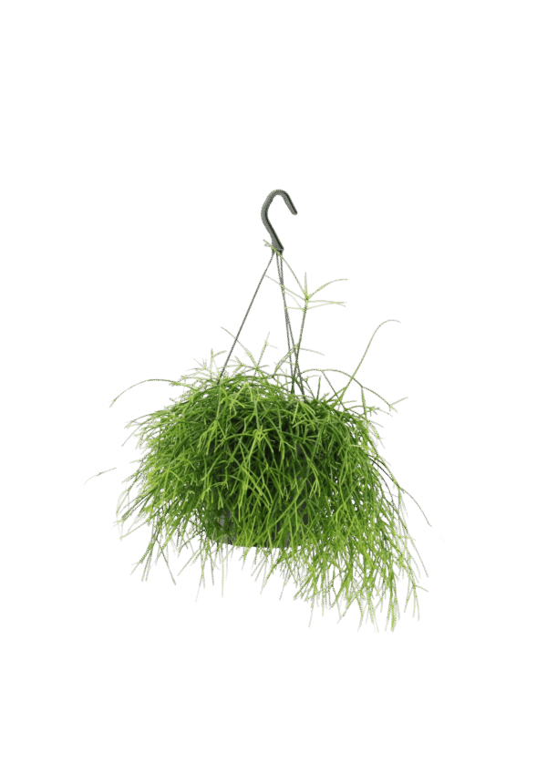 Rhipsalis baccifera 'Oasis'