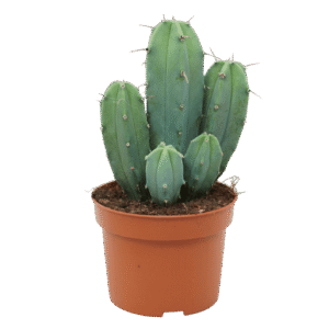 Myrtillocactus Geometrizans