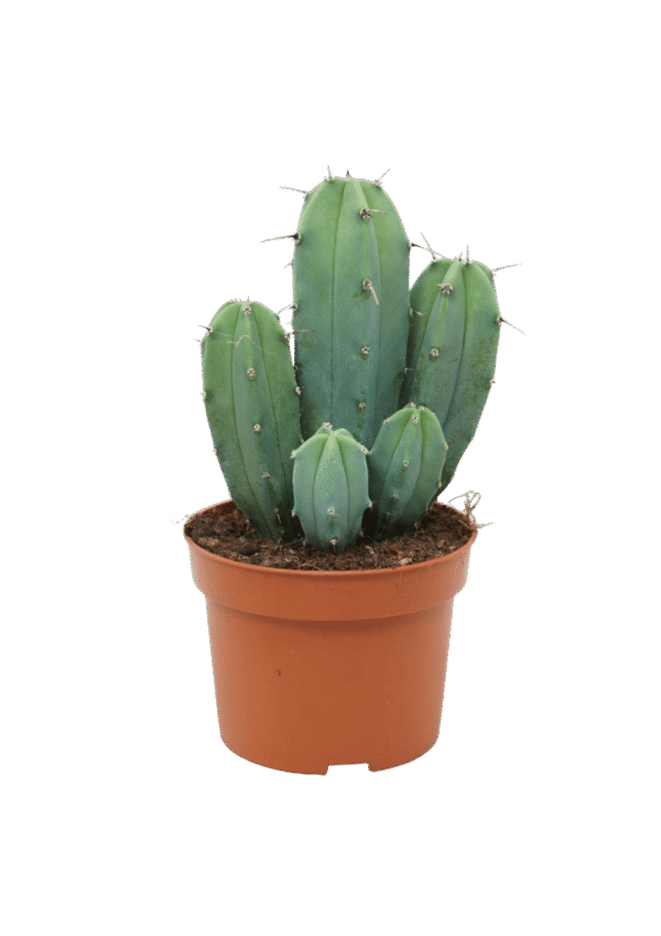 Myrtillocactus Geometrizans