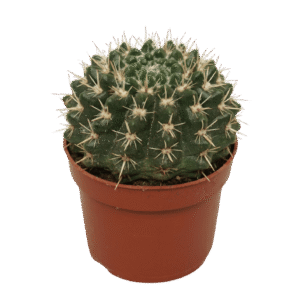 Notocactus Mammulosus