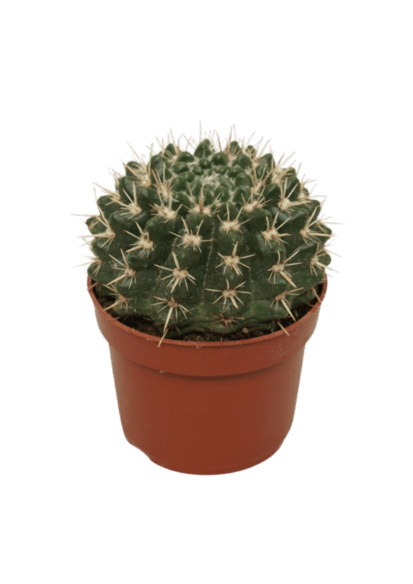 Notocactus Mammulosus