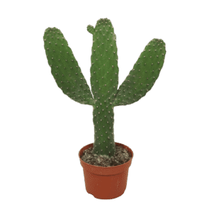 Opuntia Consolea