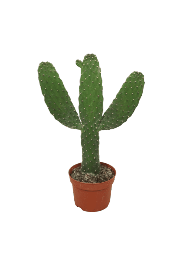 Opuntia Consolea