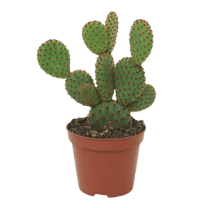 Opuntia Microdasys Rufida