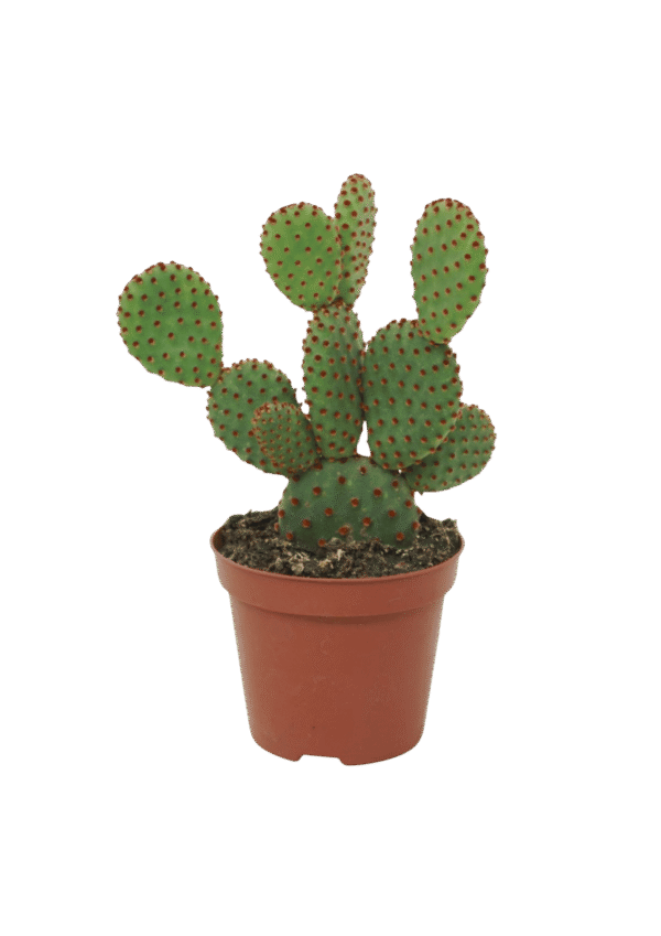 Opuntia Microdasys Rufida