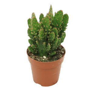 Opuntia Tuna