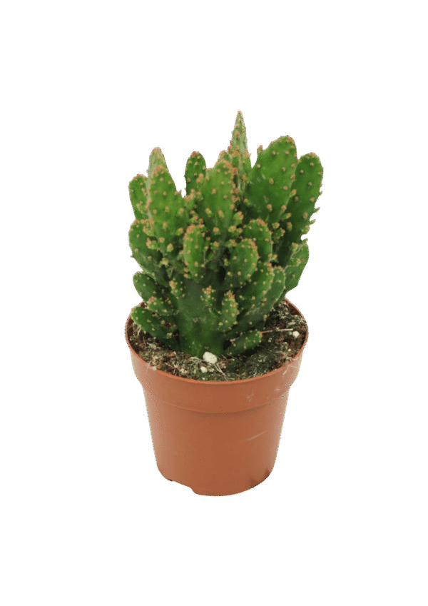 Opuntia Tuna