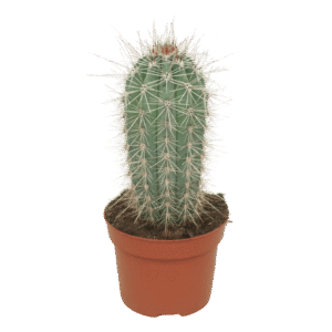 Pachycereus Pringlei