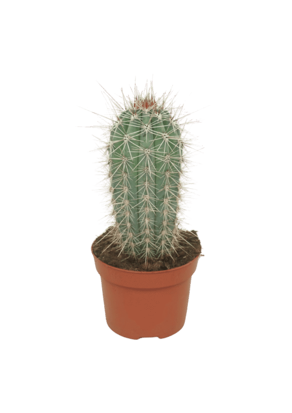 Pachycereus Pringlei