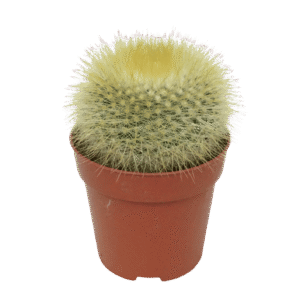 Parodia Haselbergii