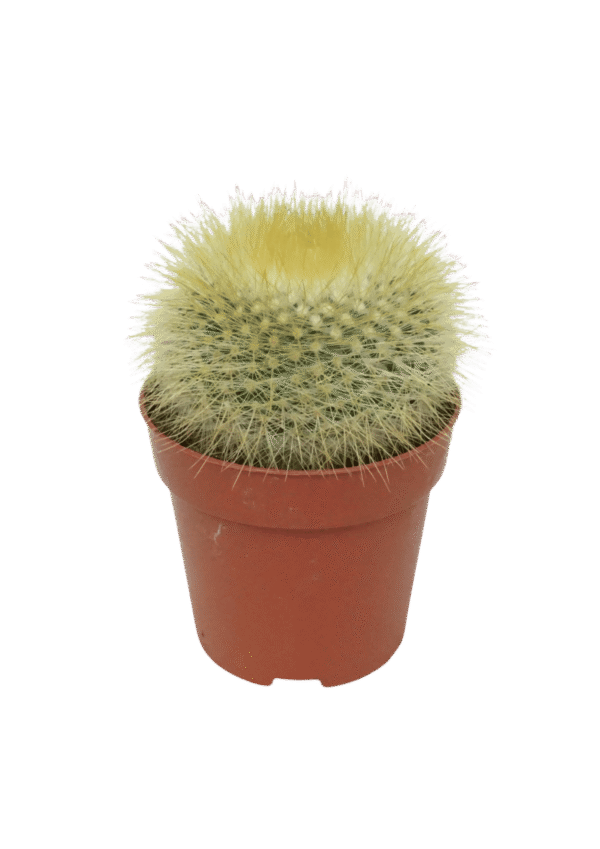 Parodia Haselbergii