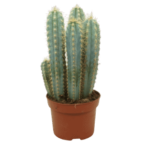 Pilosocereus Azureus