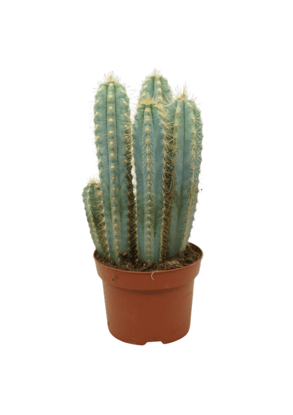 Pilosocereus Azureus