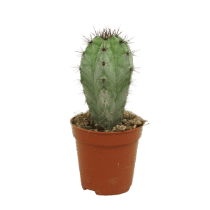 Polaskia Chichipe