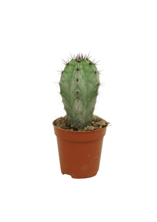 Polaskia Chichipe