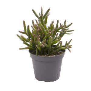Rhipsalis burchellii