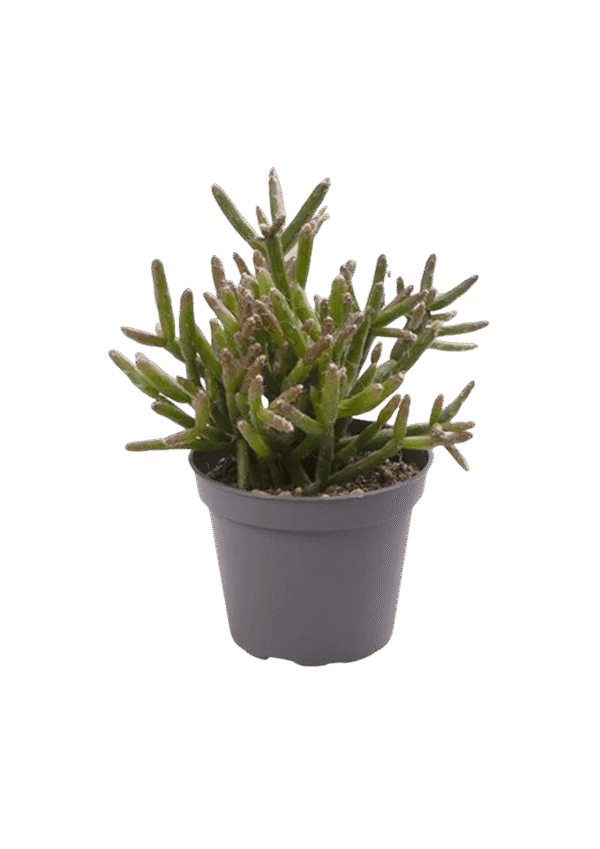Rhipsalis burchellii