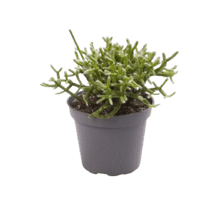 Rhipsalis Cereuscula