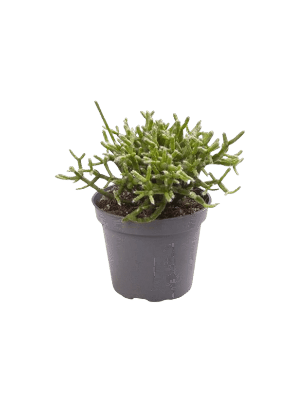 Rhipsalis Cereuscula