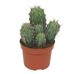 Ritterocereus Urbaneus