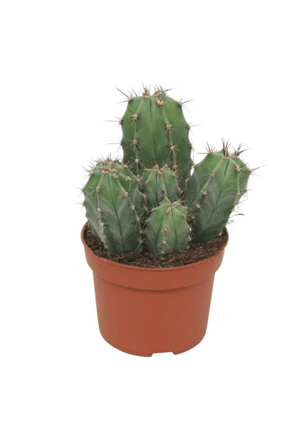 Ritterocereus Urbaneus