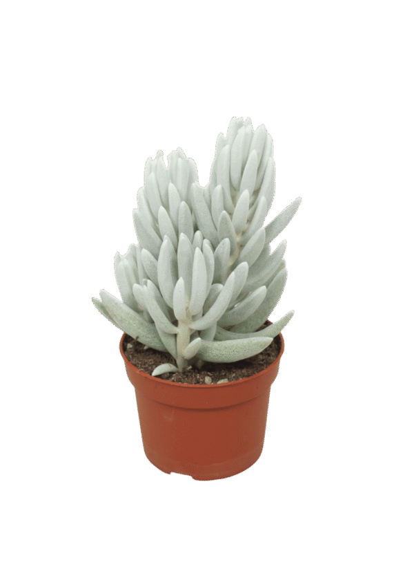 Senecio Haworthii 'Mont Blanc'
