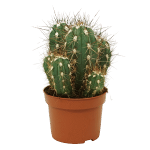 Stetsonia Coryne