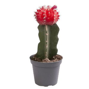 Gymnocalycium Mihanovichii