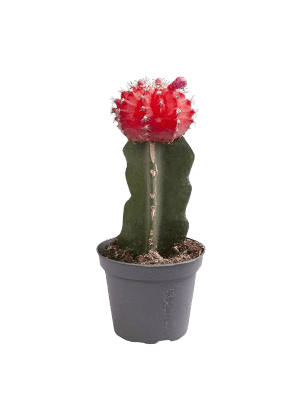 Gymnocalycium Mihanovichii