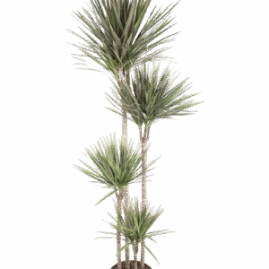 Dracaena Bicolor