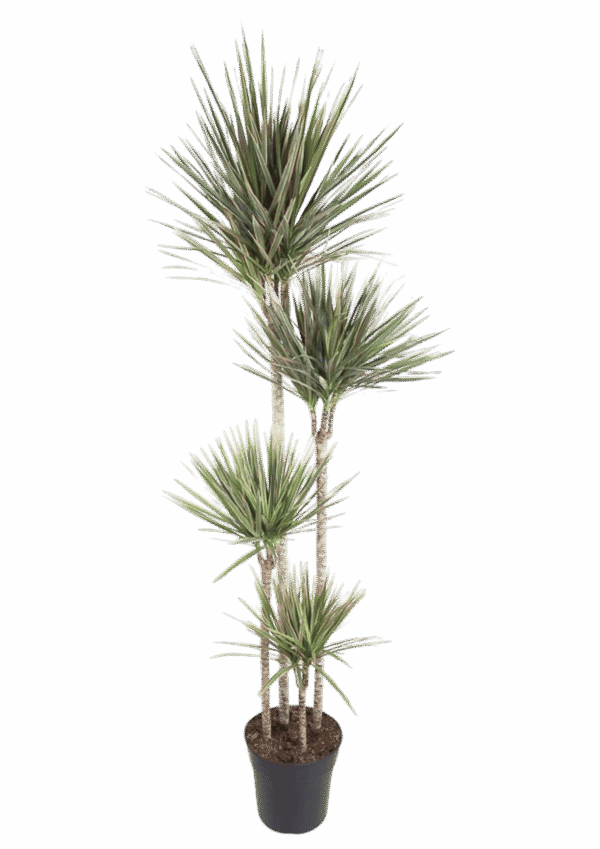 Dracaena Bicolor