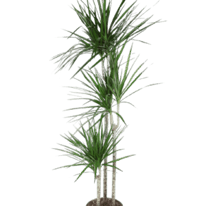 Dracaena Marginata