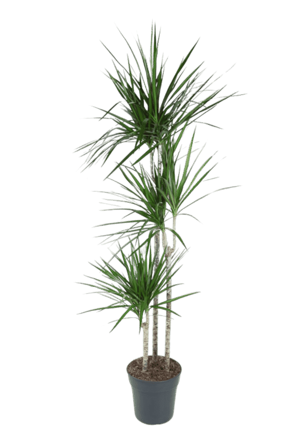 Dracaena Marginata