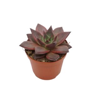 Echeveria 'Taurus'