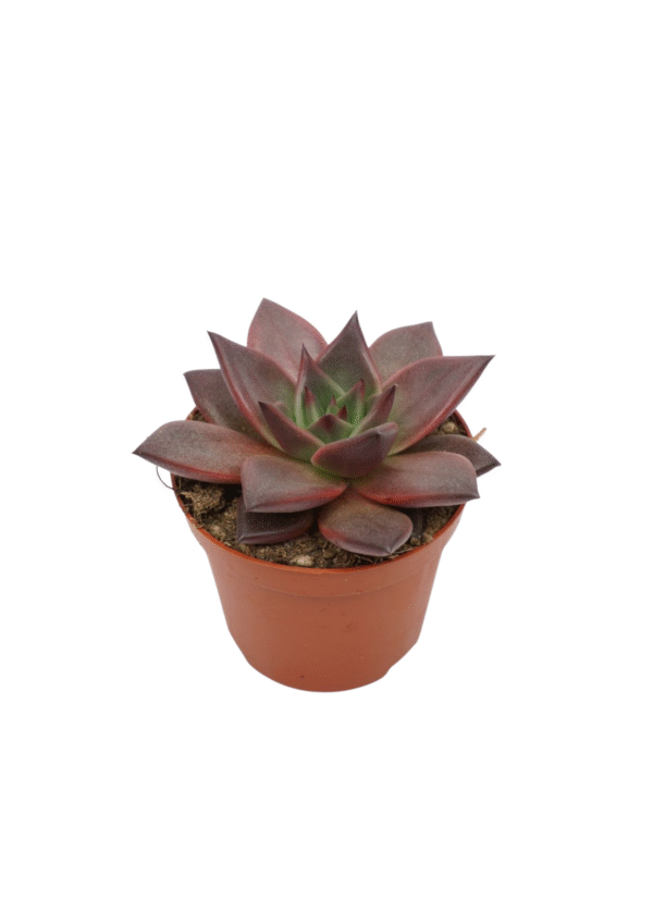 Echeveria 'Taurus'