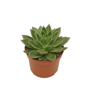 Echeveria Agavoides