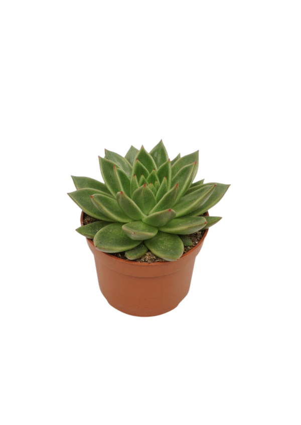 Echeveria Agavoides