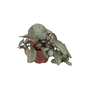Episcia Cupreata 'Pink Acajou'